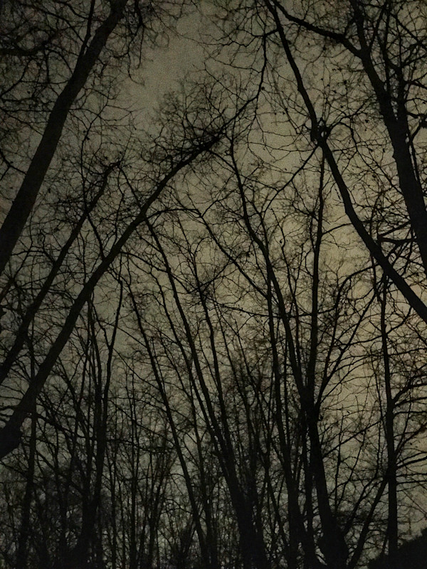 Midnight Walk by Stephanie Williamson