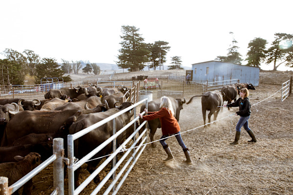 Audrey and her Water Buffalo by Angela DeCenzo