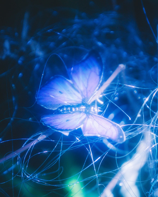 Butterfly #1 by Ziru Mo