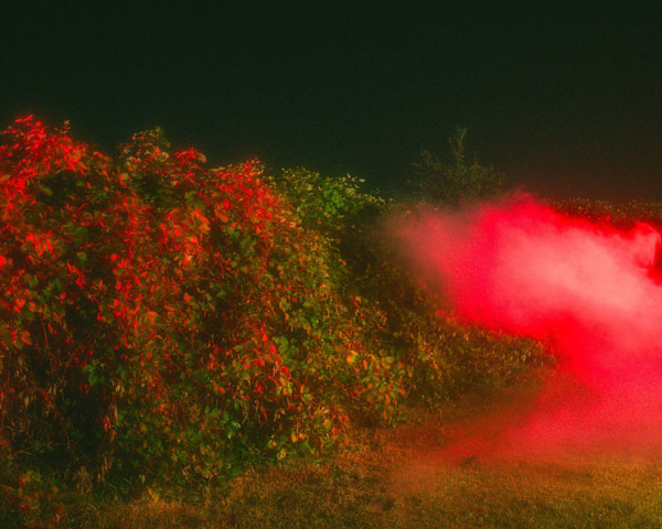 Blackberry Vines by Ziru Mo