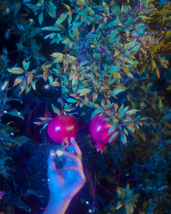 Pomegranate Tree by Ziru Mo