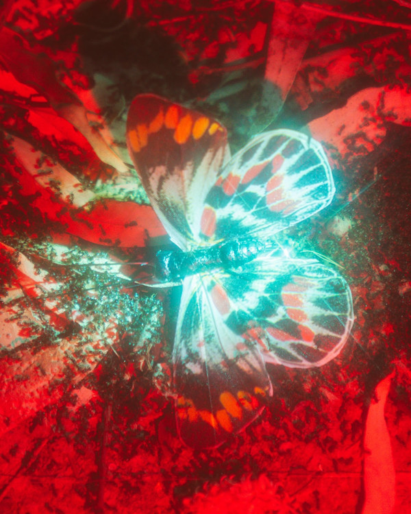 Butterfly #2 by Ziru Mo