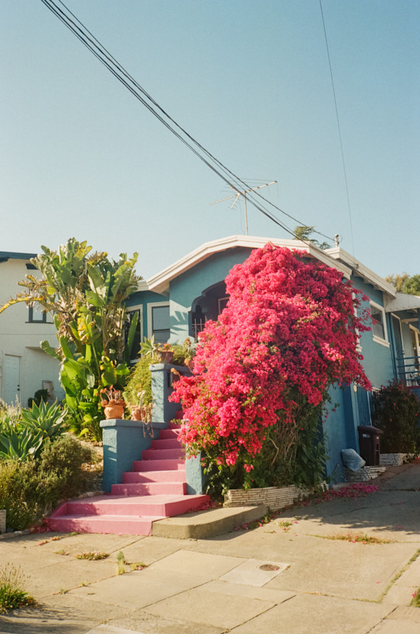 Flowers in the Dimond by Julian Marin