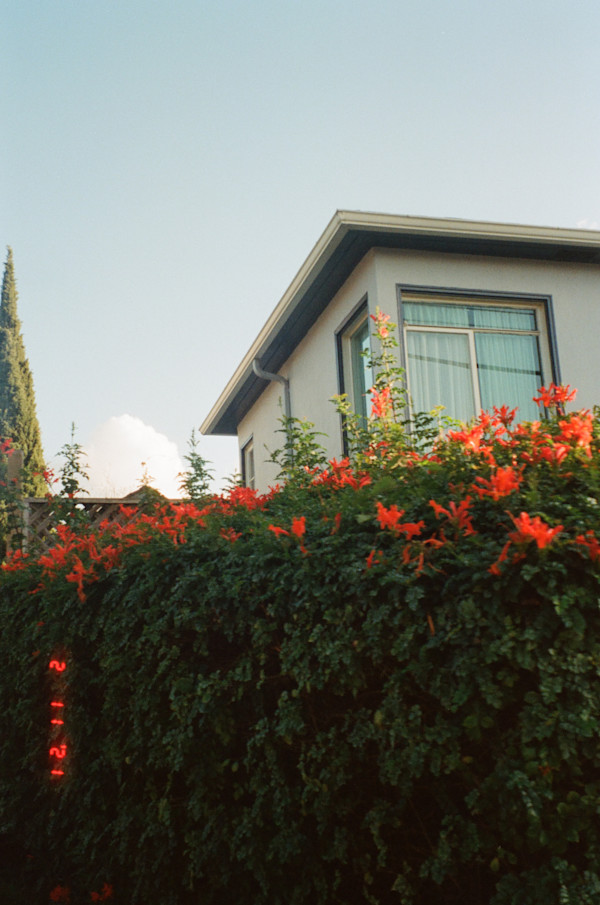Flowers on High Street by Julian Marin