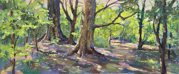Old Growth by Dorothy Stepenaski