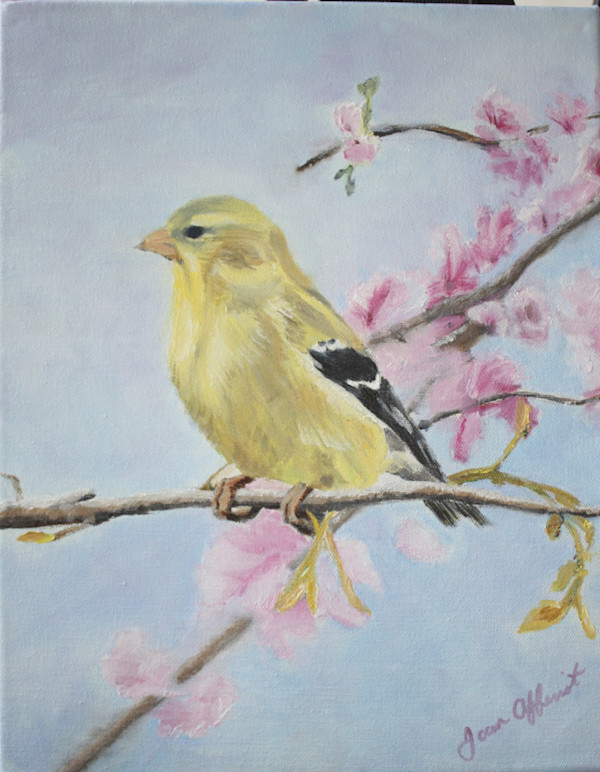 Golden Finch by Joan Affenit