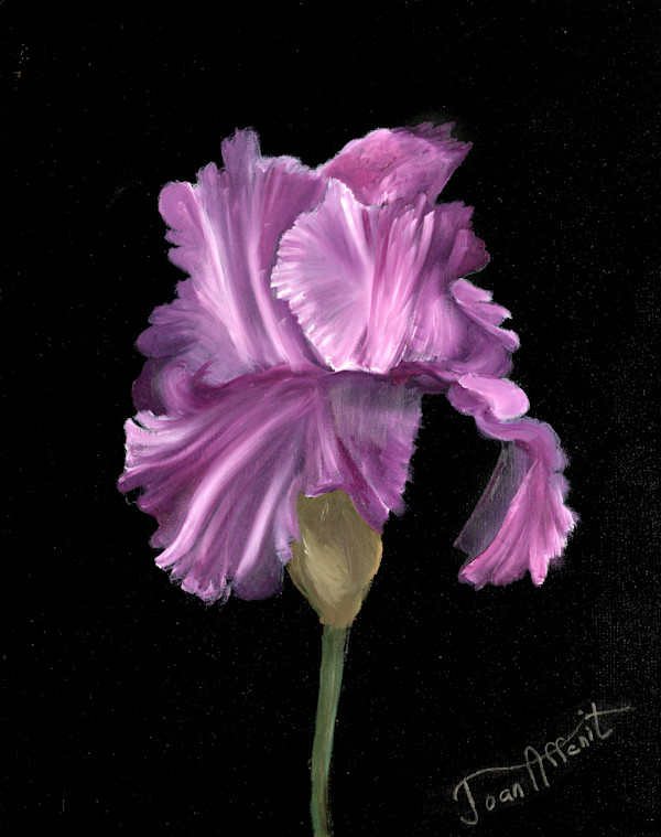 Iris on Black by Joan Affenit