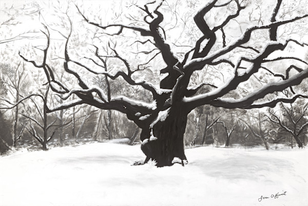Major Oak by Joan Affenit