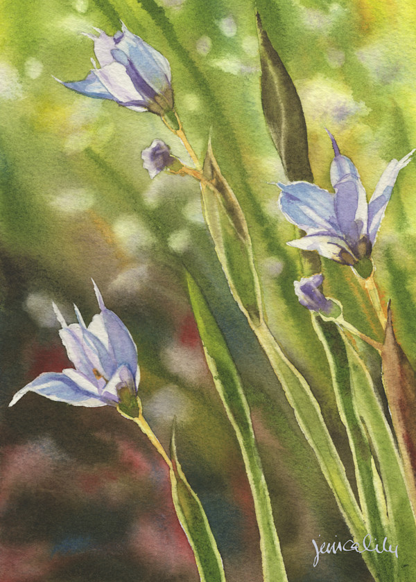 Blue Eyed Grass Study 03 by Jessica Lily