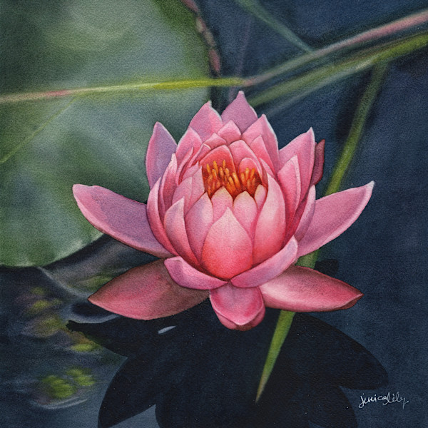 Connie's Lotus by Jessica Lily