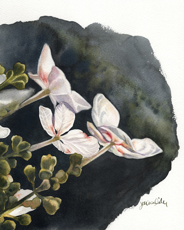 White Hydrangea Study by Jessica Lily