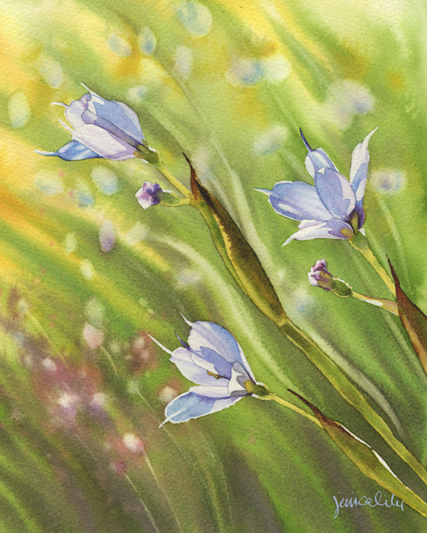 Blue Eyed Grass Study 02 by Jessica Lily