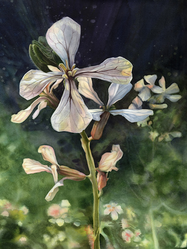 Arugula, Becoming by Jessica Lily