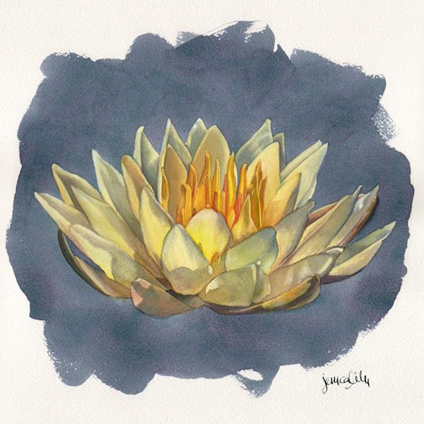 Sunlit Waterlily Study by Jessica Lily