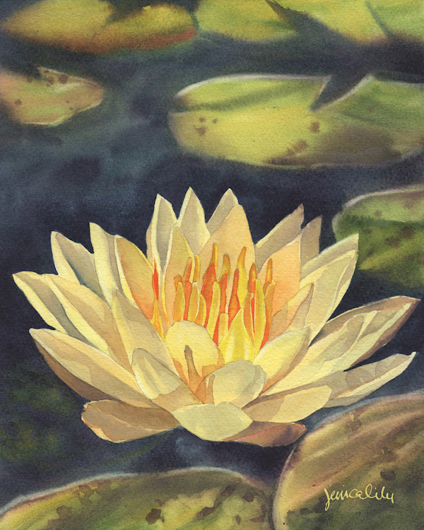 Waterlily Study by Jessica Lily, Image 1.