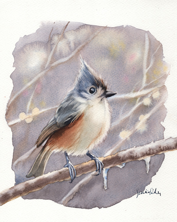 Tufted Titmouse Study by Jessica Lily
