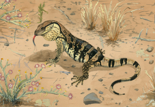 baby leguaan by RAG Davies