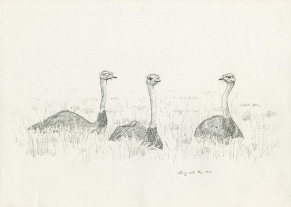 ostrich trio by RAG Davies, Image 1.