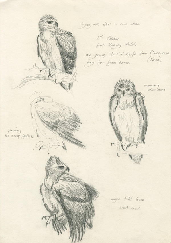 Ramsey loose sketches by RAG Davies