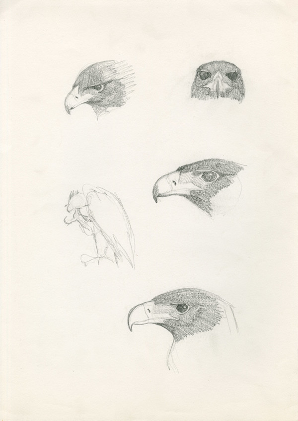 Samburu: various heads and scratching by RAG Davies, Image 2.