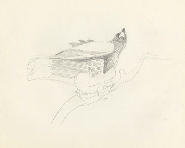 Sam from below - dassie's eye view by RAG Davies, Image 1.