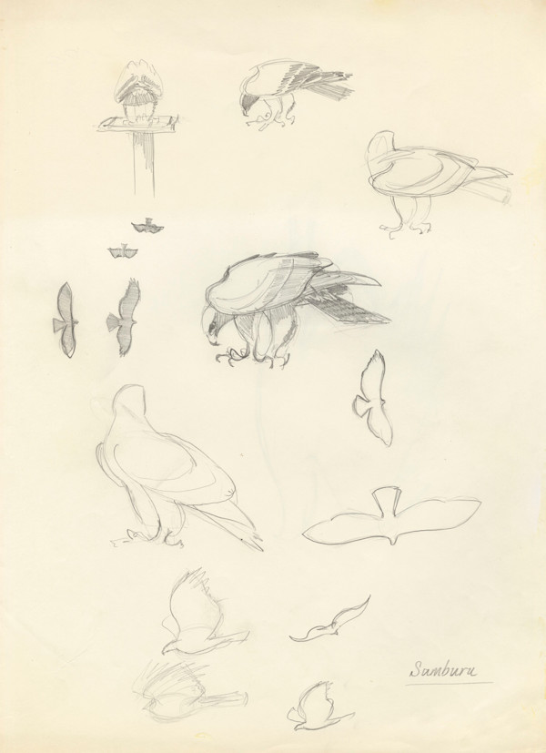 Sam on feeding station by RAG Davies, Image 1.