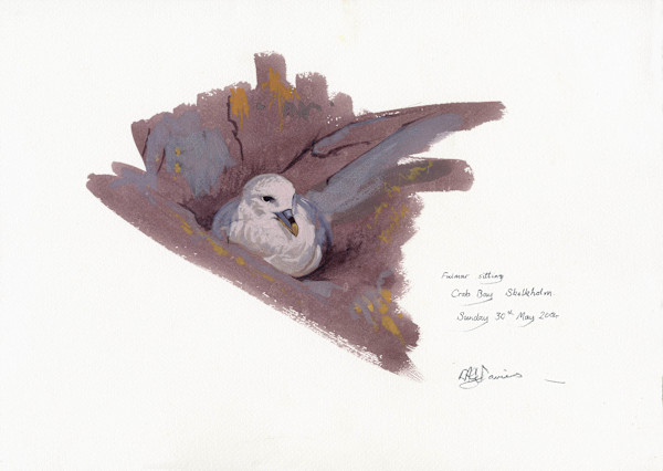 Fulmar sitting, Crab Bay, Skokholm by RAG Davies