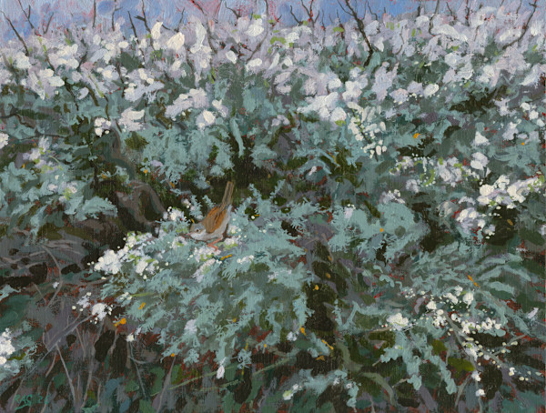 Blackthorn Blossom with Whitethroat by RAG Davies, Image 1.