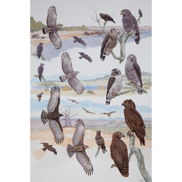 Brown, Southern & Western Banded Snake Eagles, African raptors plate no. 13 by RAG Davies