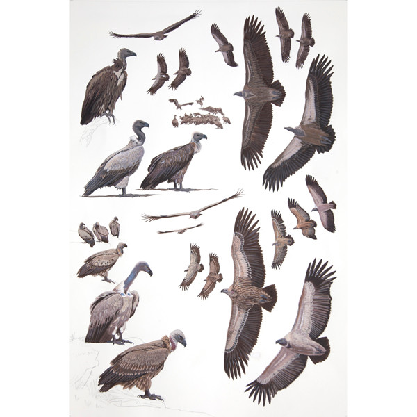 White-backed and Cape Vultures, African raptors plate no. 8 by RAG Davies