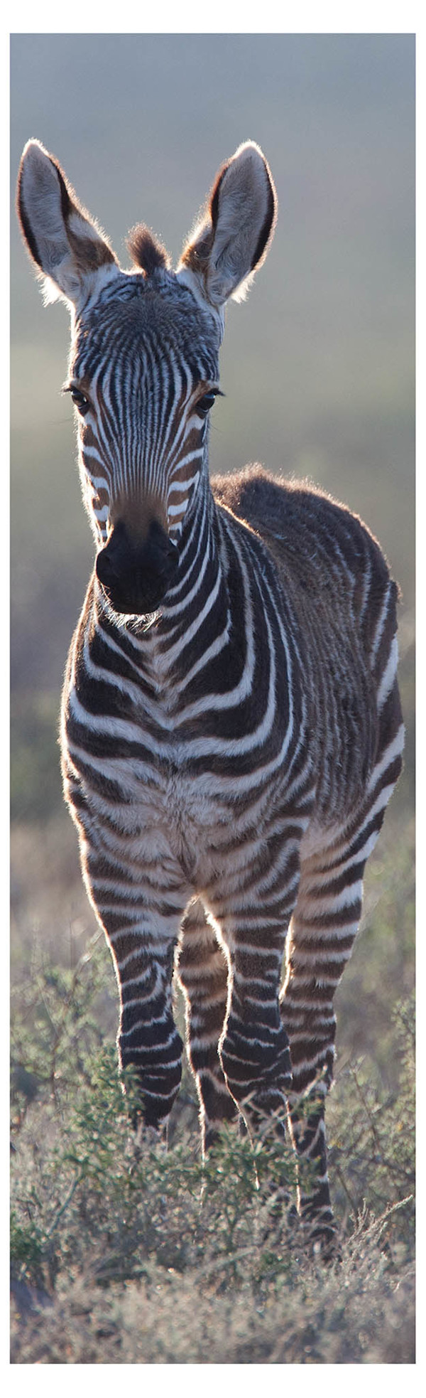 Baby Mountain Zebra Bookmarks by RAG Davies, Image 1.