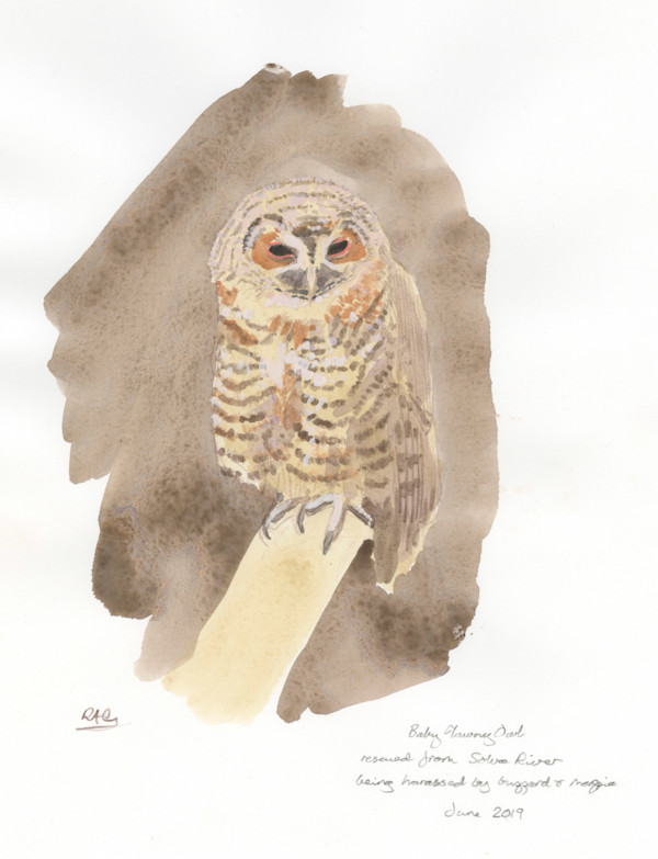Baby Tawny Owl by RAG Davies