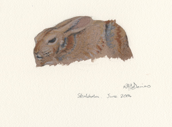 Rabbit, Skokholm by RAG Davies