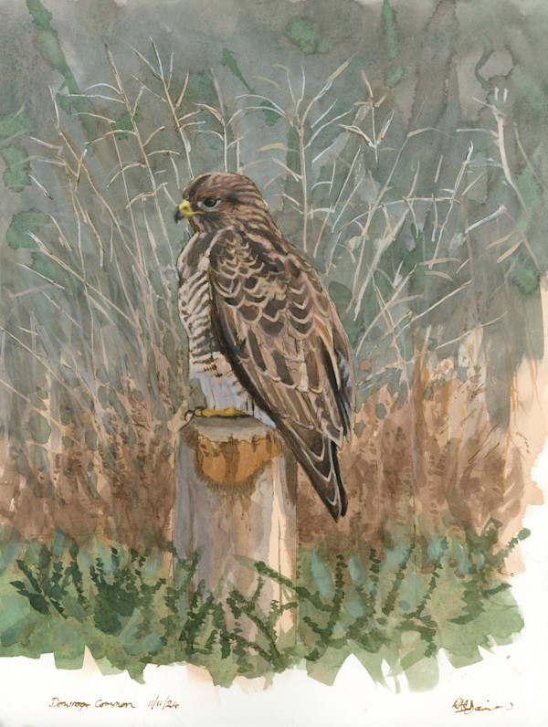 Buzzard perched by RAG Davies