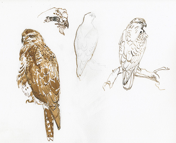 Buzzard Sketches by RAG Davies