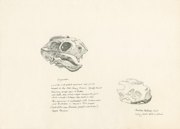Dicynodon Skull by RAG Davies