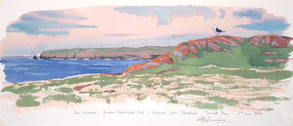 Sea campion, greater black-back gull & Skomer from Skokholm, Twinlet Bay by RAG Davies