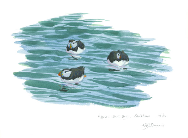 Puffins, Skokholm Island by RAG Davies