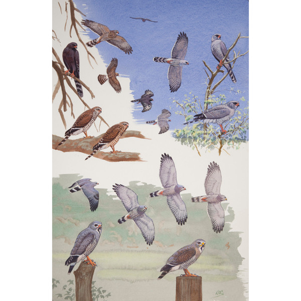 Gabar Goshawk and Lizard Buzzard, African raptors plate no. 20 by RAG Davies