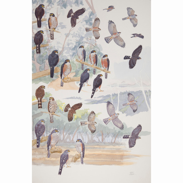 Red-thighed and Little Sparrowhawks, African raptors plate no. 24 by RAG Davies