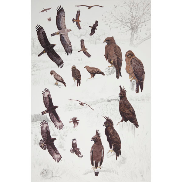 Wahlberg's and long-crested eagles, African raptors plate no. 40 by RAG Davies