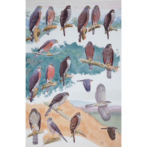 African Goshawks, African raptors plate no. 22 by RAG Davies