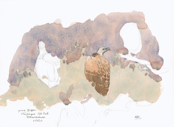 Absent vultures by RAG Davies