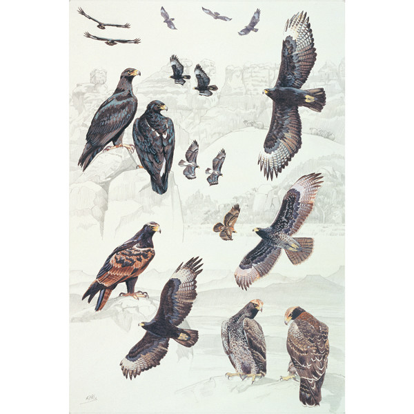 Verreaux's Eagle by RAG Davies