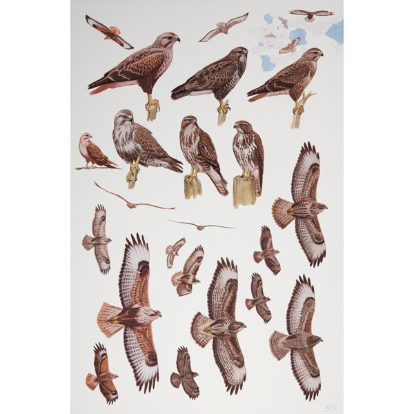 Long-legged, Common and Steppe Buzzards, African raptors plate no. 29 by RAG Davies