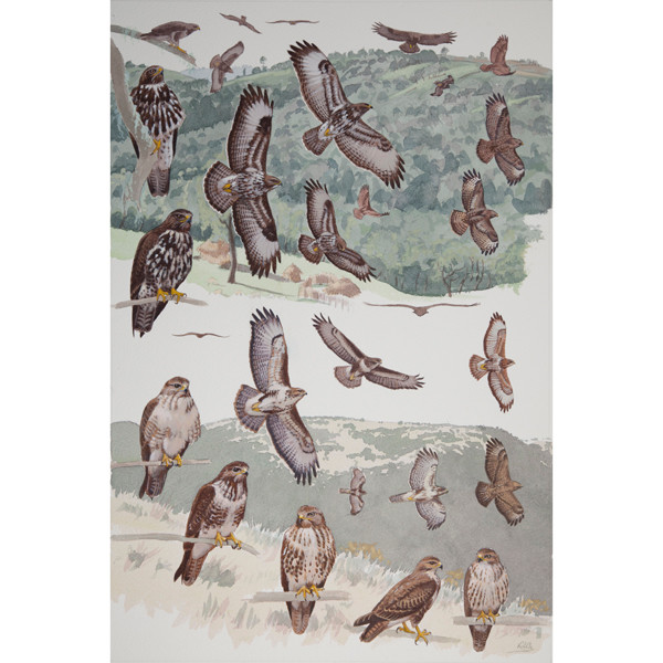 Mountain and Forest Buzzards, African raptors plate no. 30 by RAG Davies