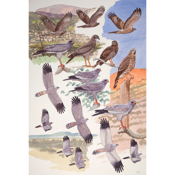 Chanting Goshawks, African raptors plate no. 19 by RAG Davies
