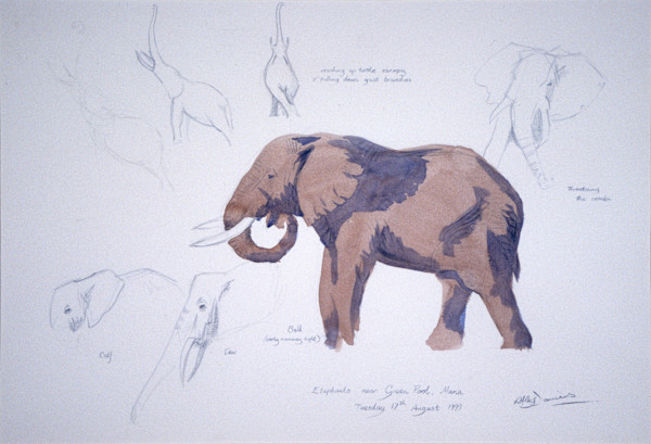 Elephant, Mana by RAG Davies