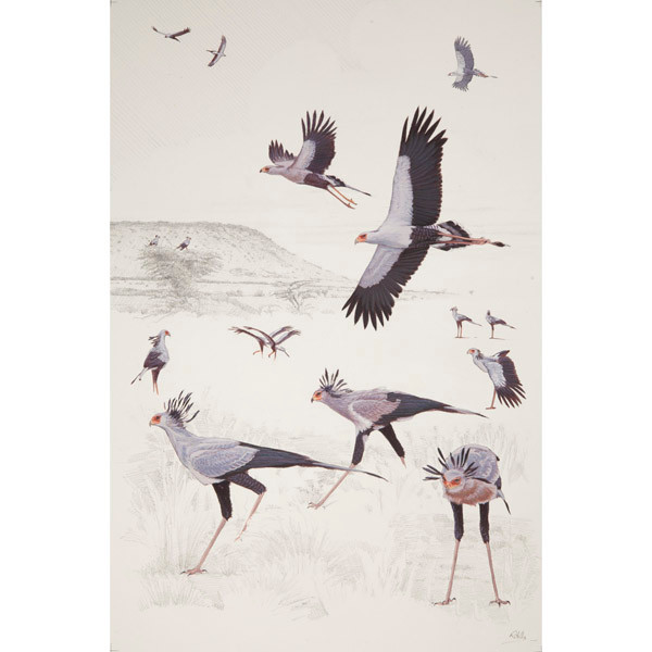 Secretarybird, African raptors plate no. 1 by RAG Davies