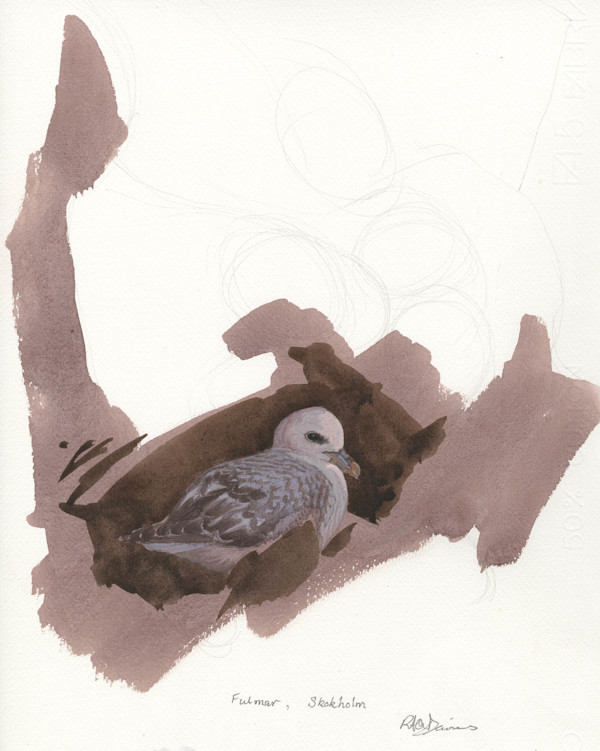 Fulmar nesting Skokholm by RAG Davies